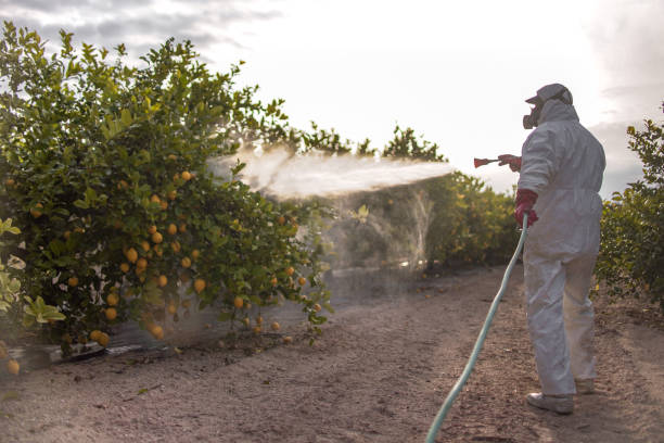 Best Pest Control Treatment  in Odessa, MO