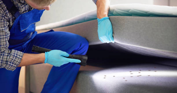 Best Affordable Pest Control Services  in Odessa, MO