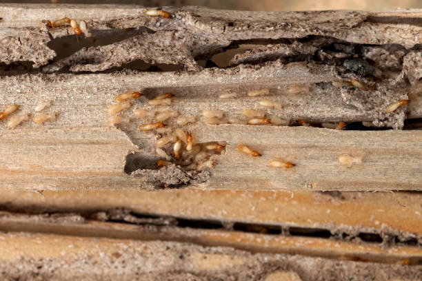 Best Local Pest Control Services  in Odessa, MO